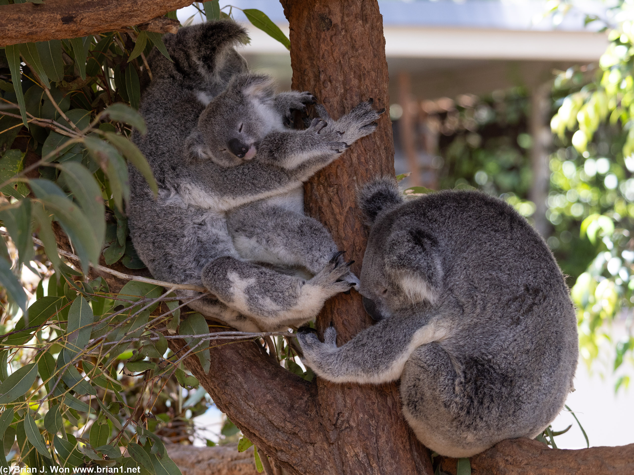 From kangaroos to koalas.