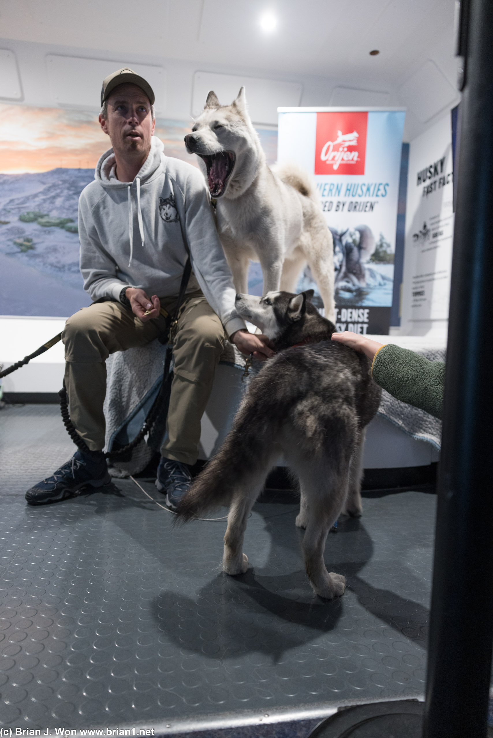 Huskies at the International Antarctic Centre.