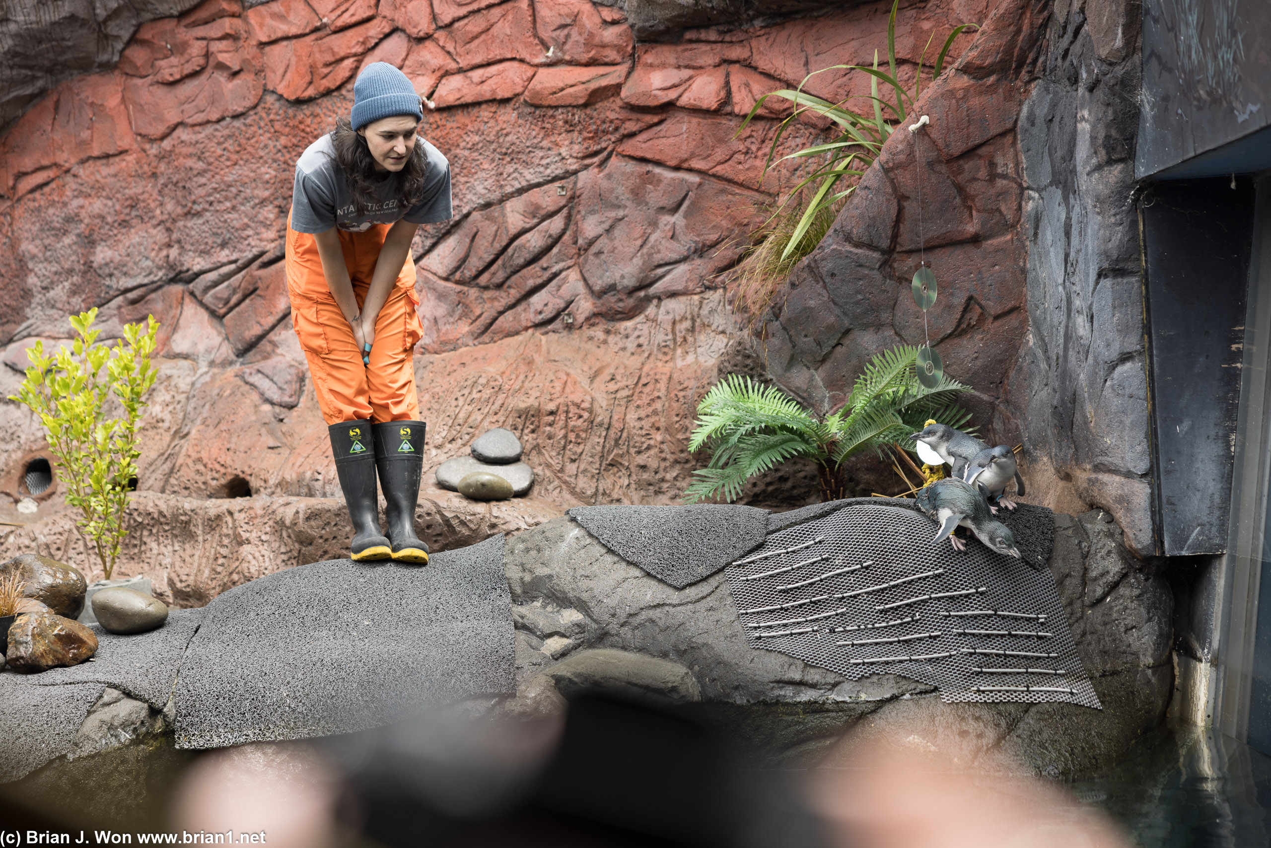 Penguin keeper trying to convince her charges to swim.