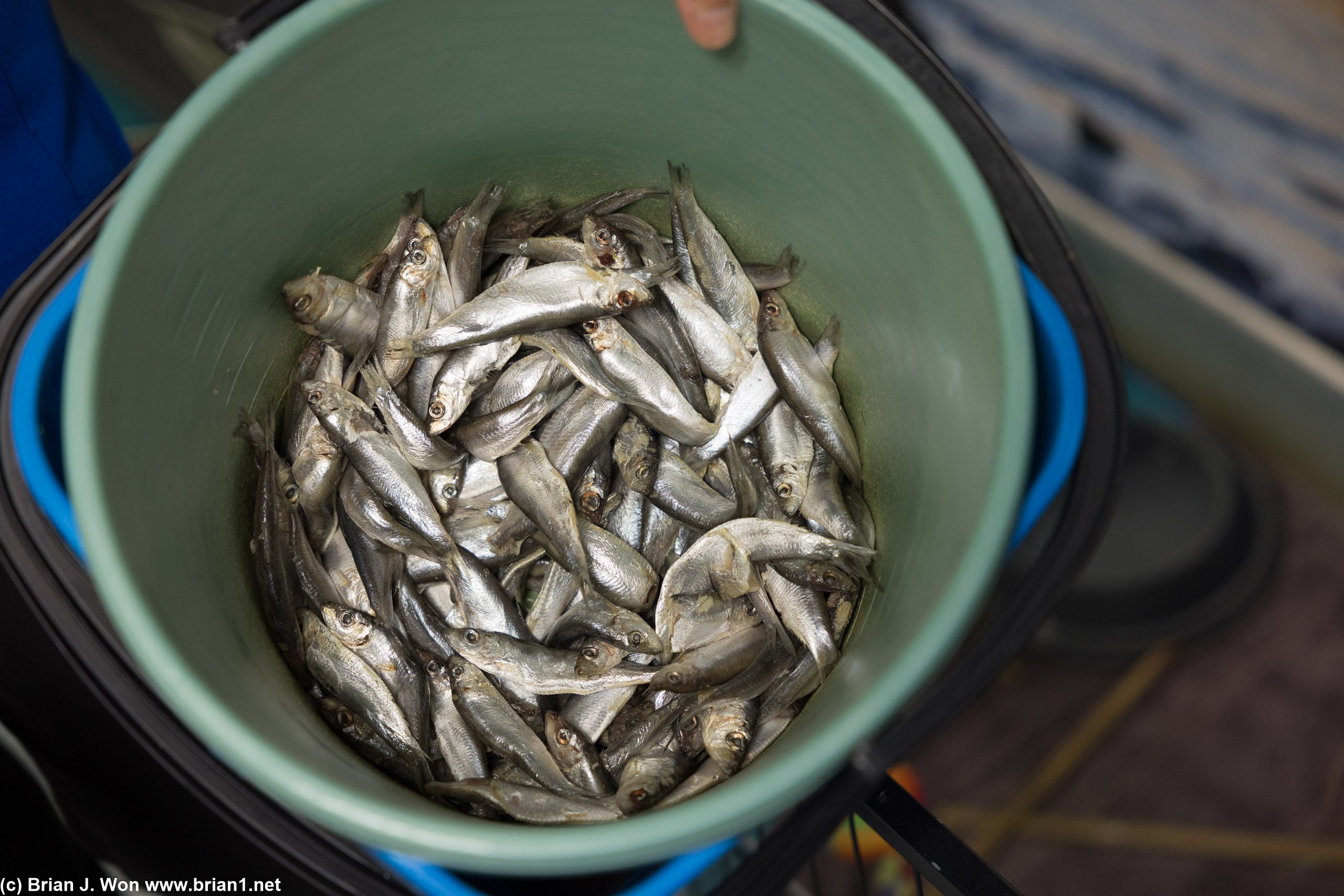 Sardines for lunch.