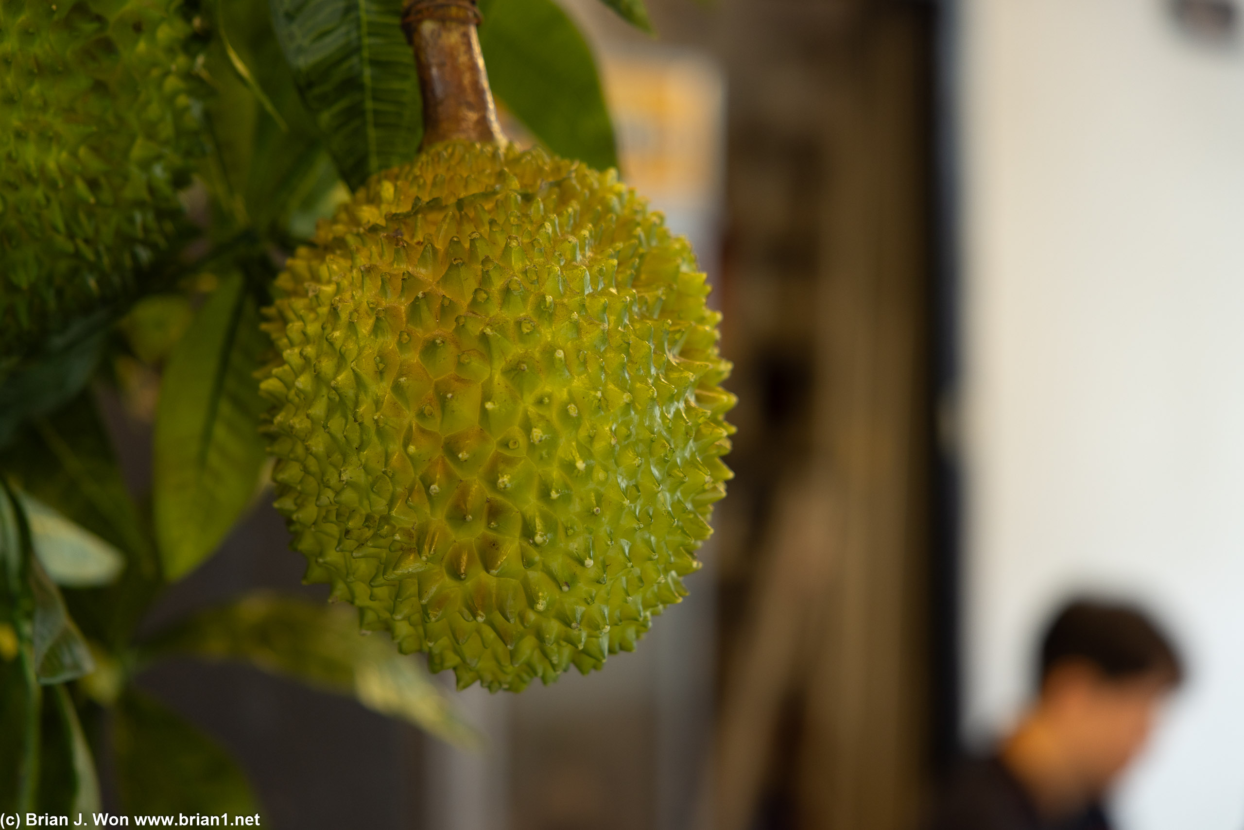 That smell around the corner... turned out to be an actual durian tree.