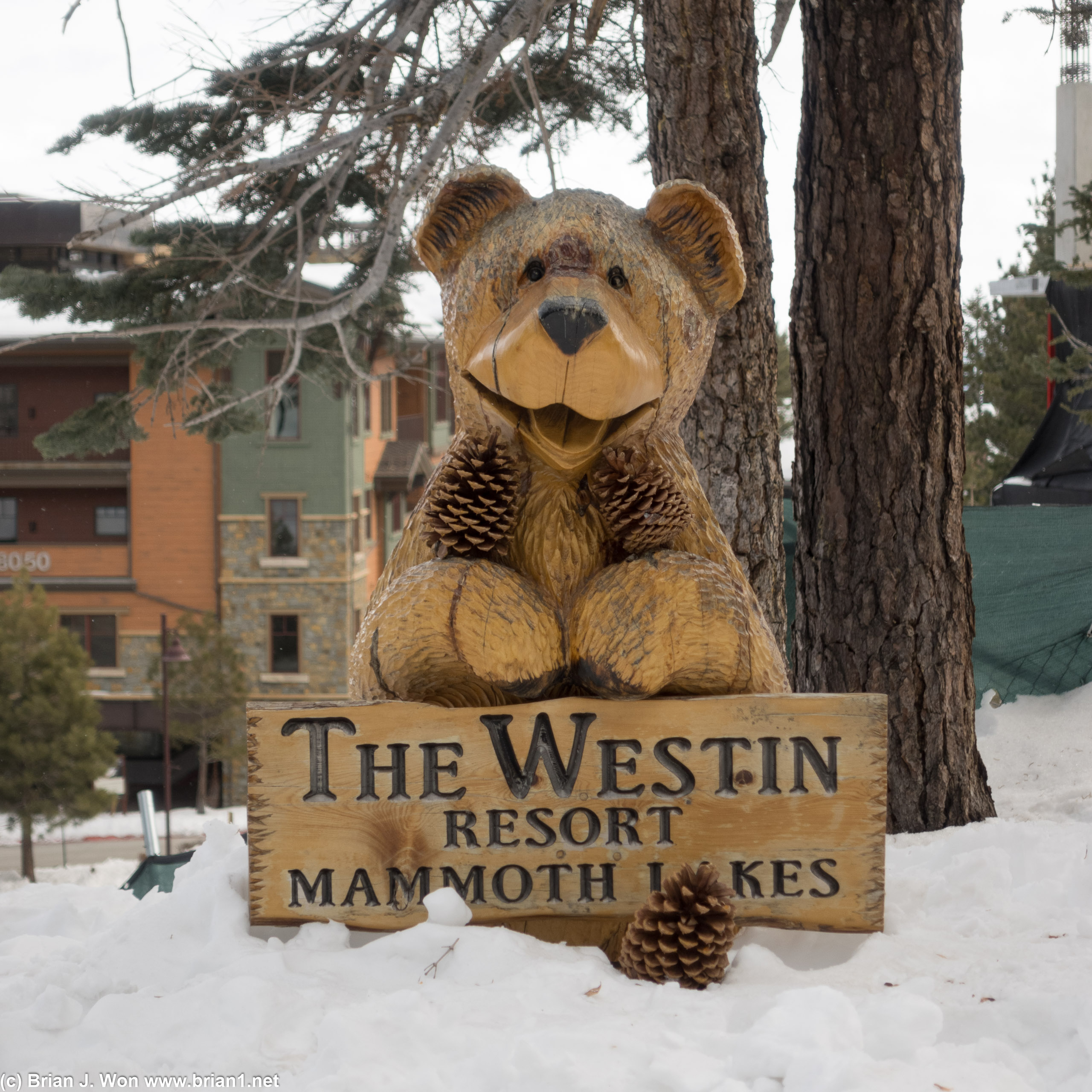 Westin Monache welcome bear.