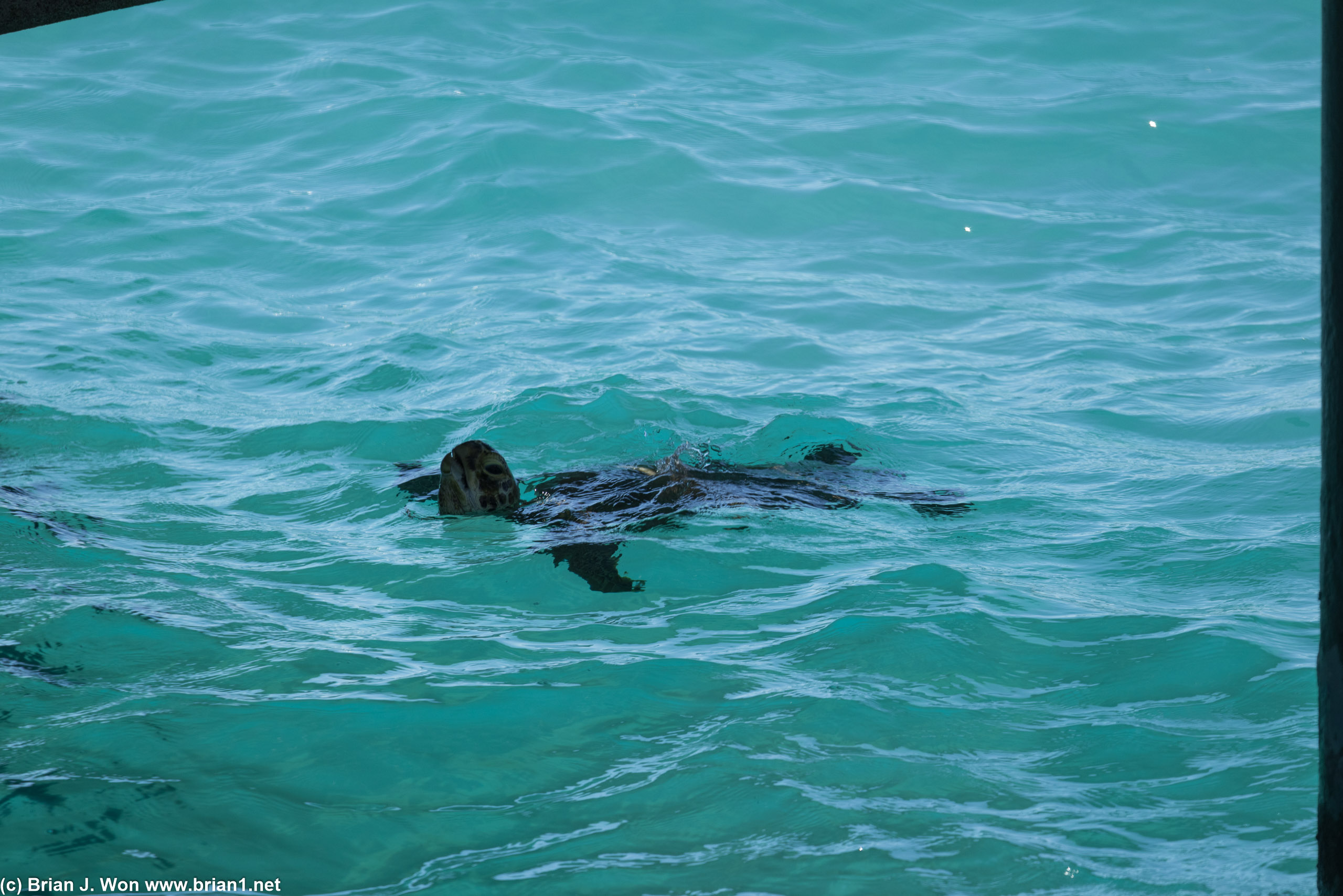 Turtle swimming under the villa.