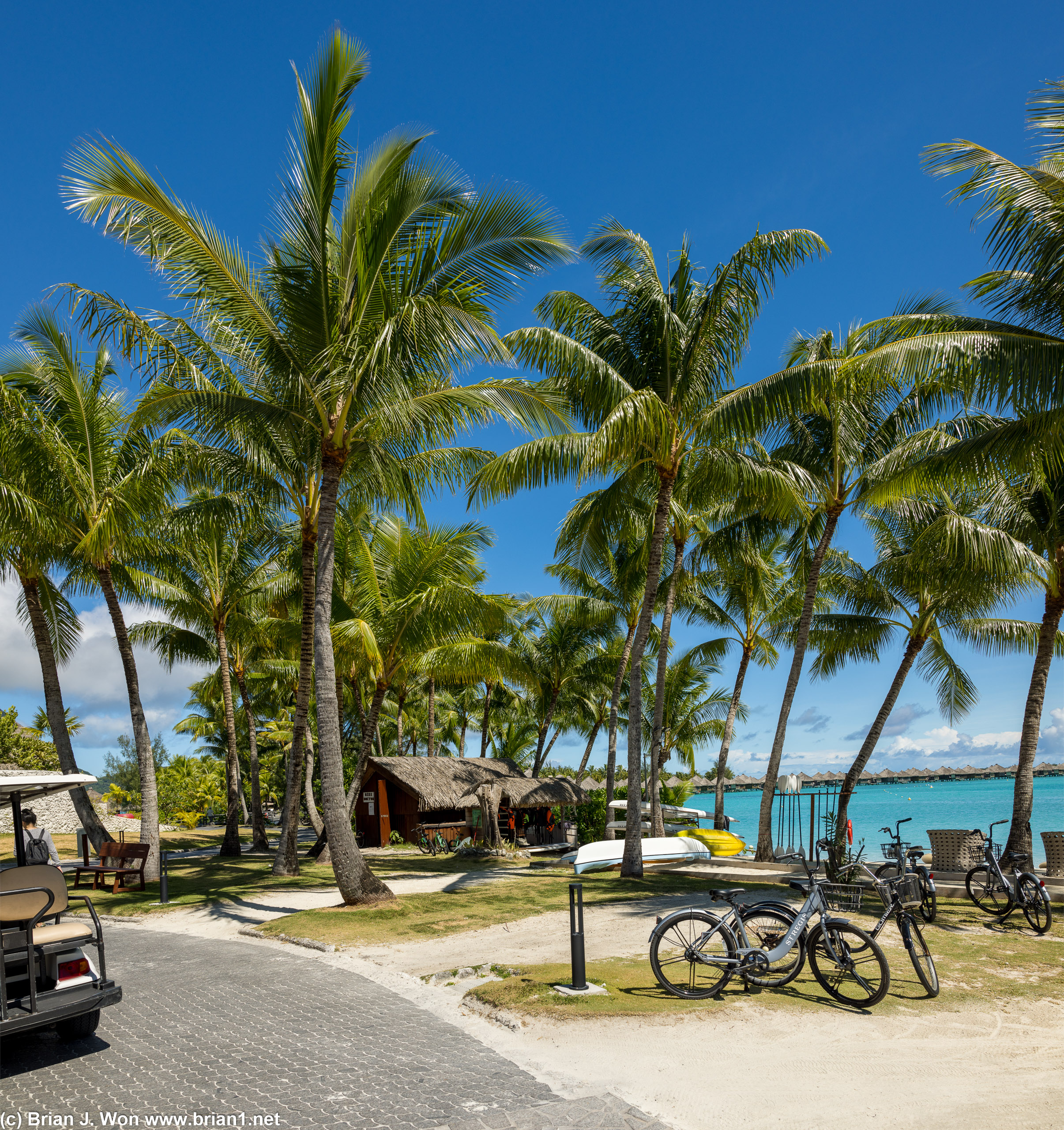 Palm trees and the bike repair shop.