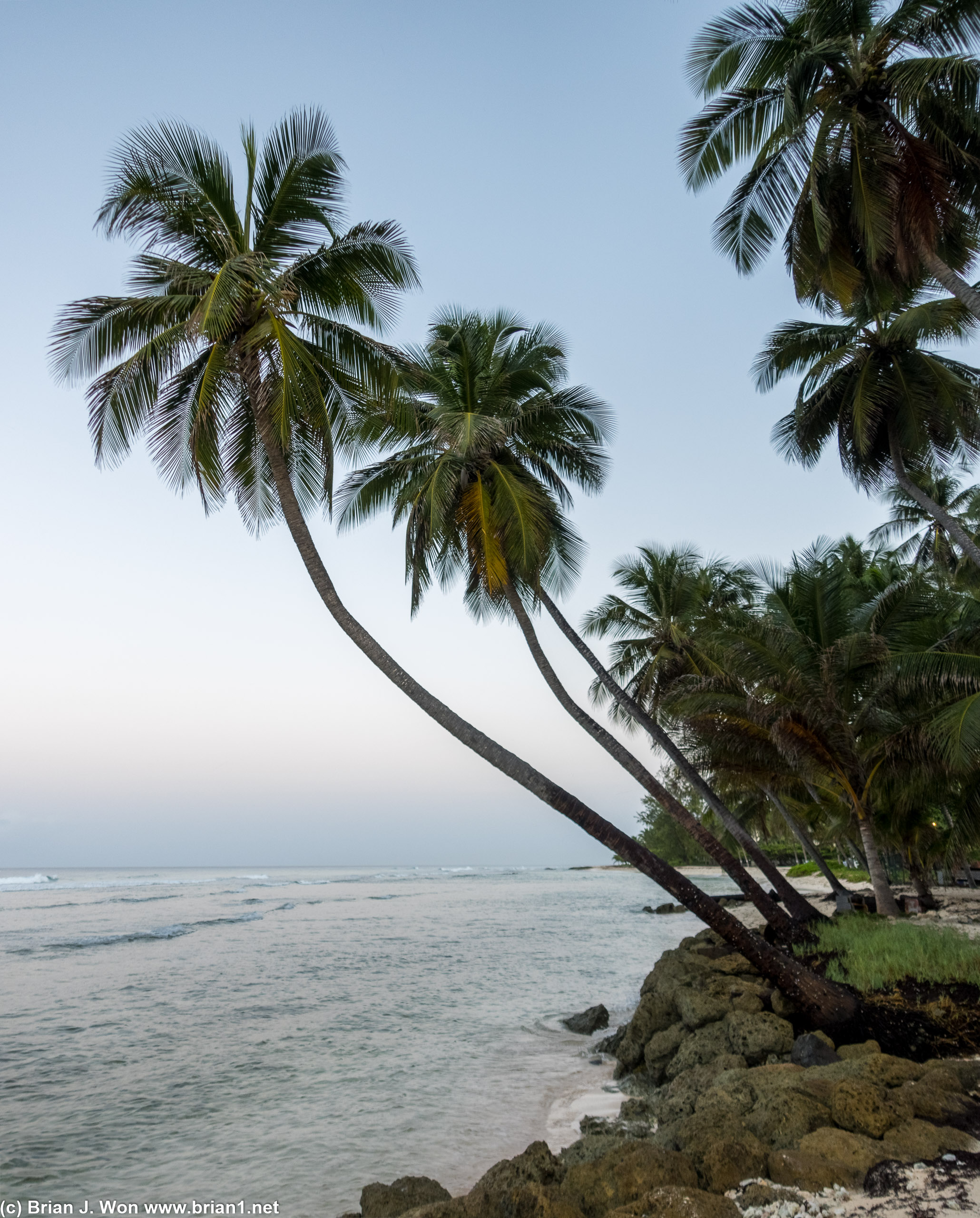 Leaning palm trees at the beach..