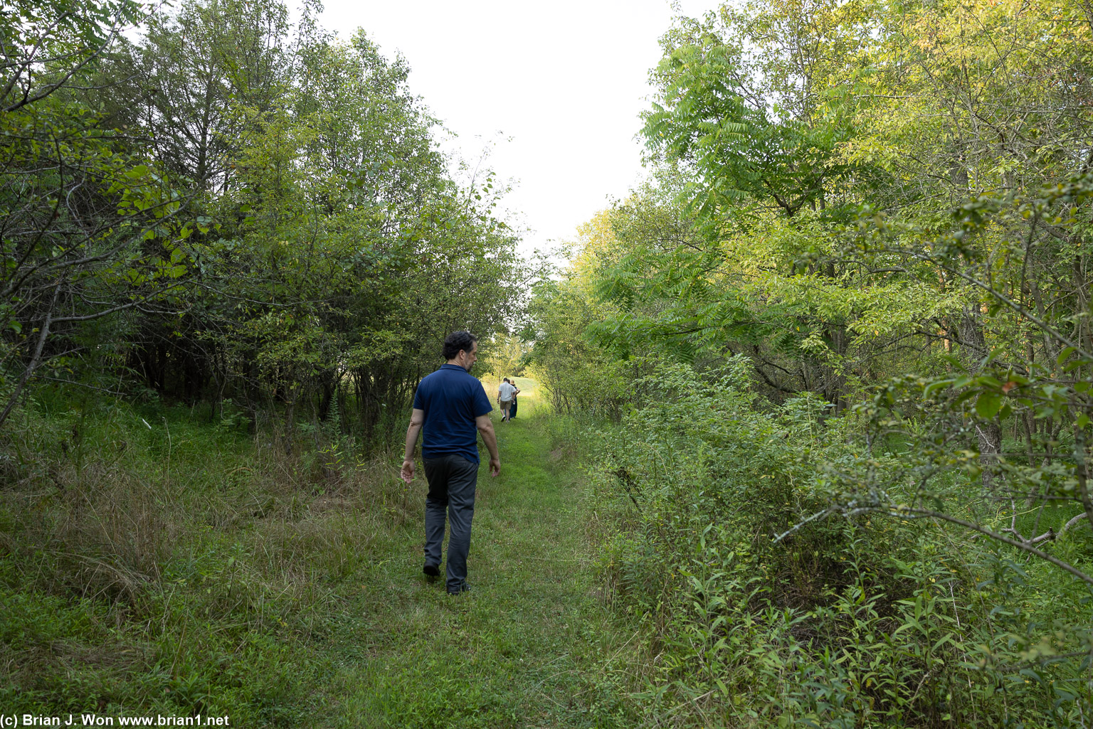 Trail into the forest.