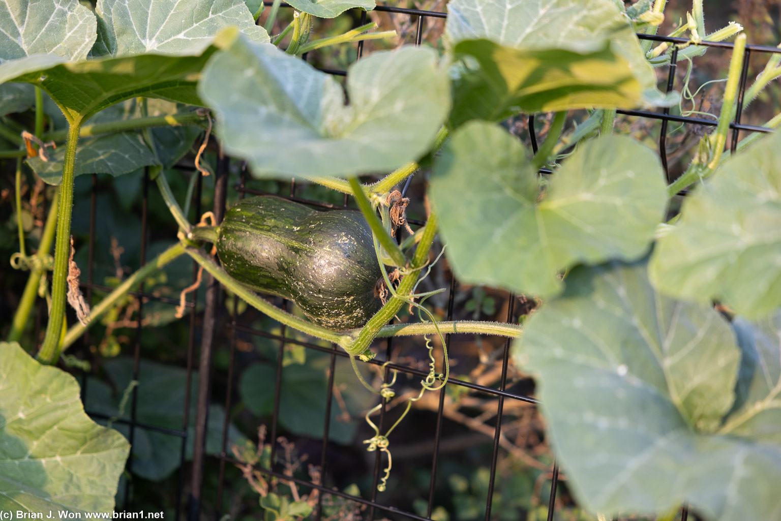 With a giant zucchini.