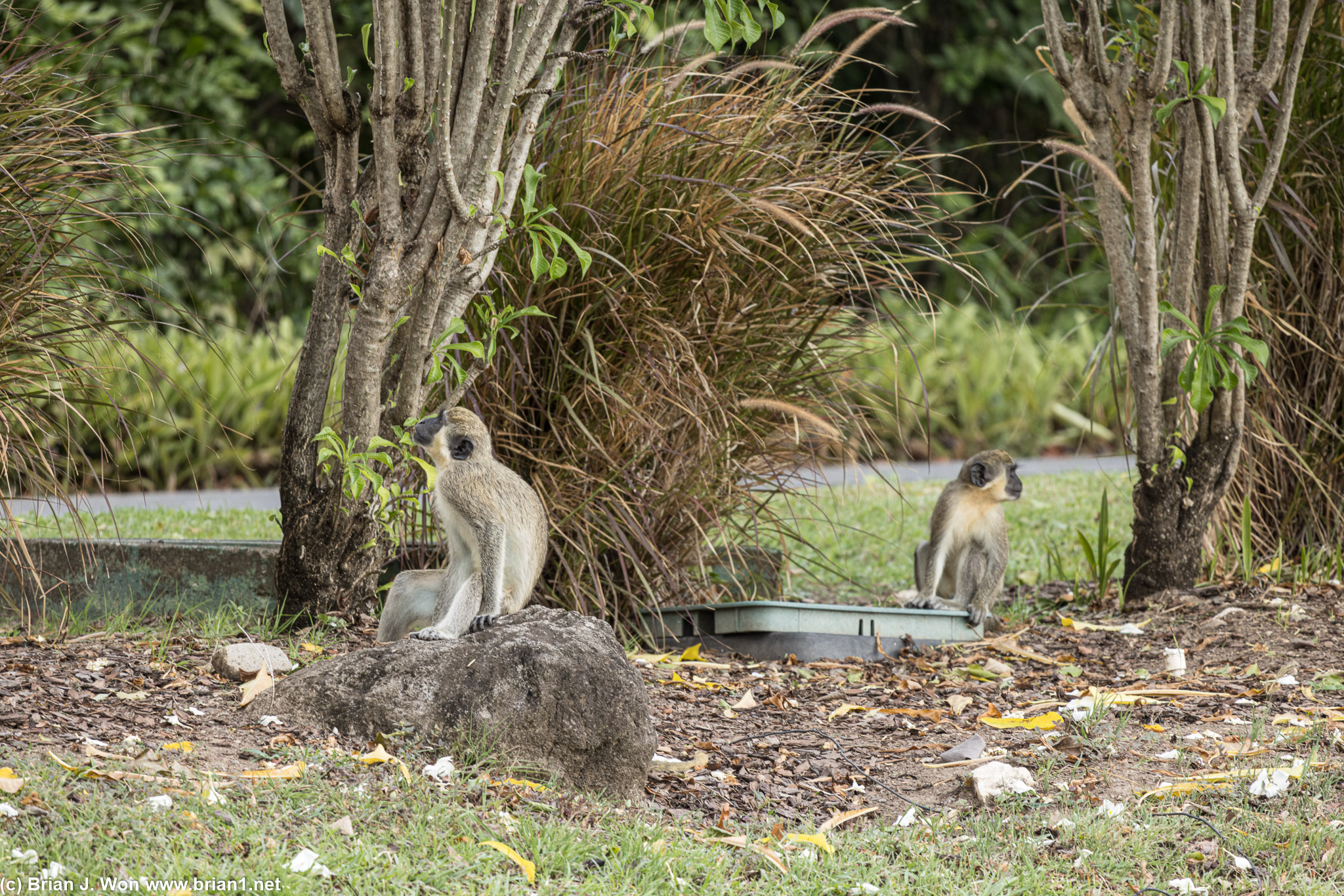 African green monkeys.