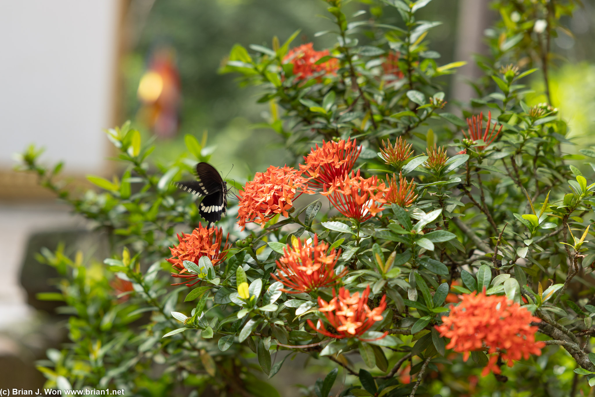 I know nothing about butterflies but might be a common mormon swallowtail?