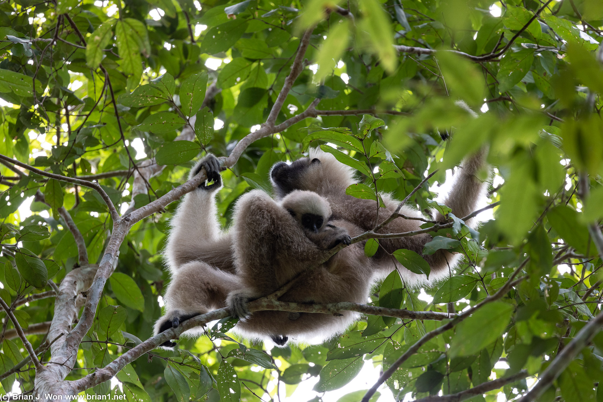 Pileated gibbon mom with baby.