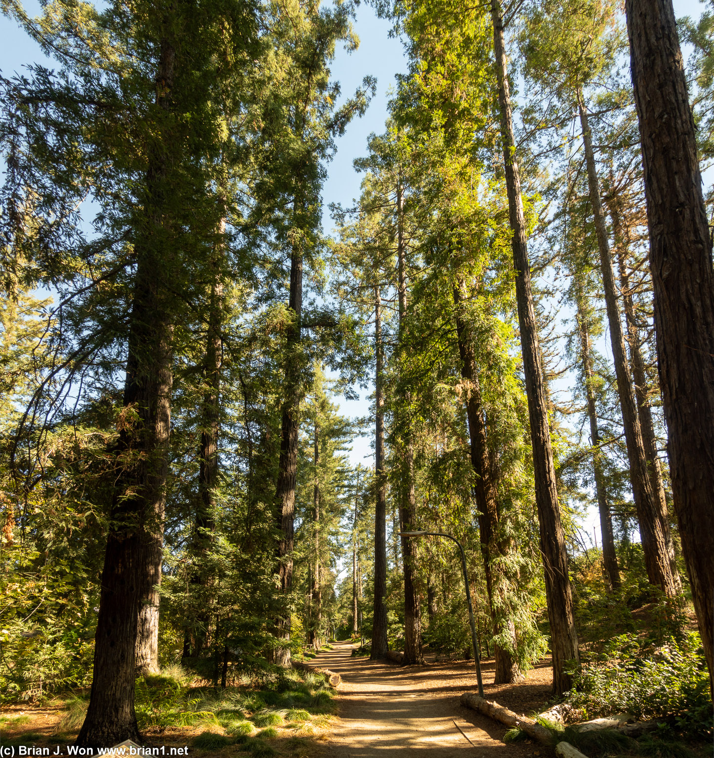 UC Davis has a forest walk.