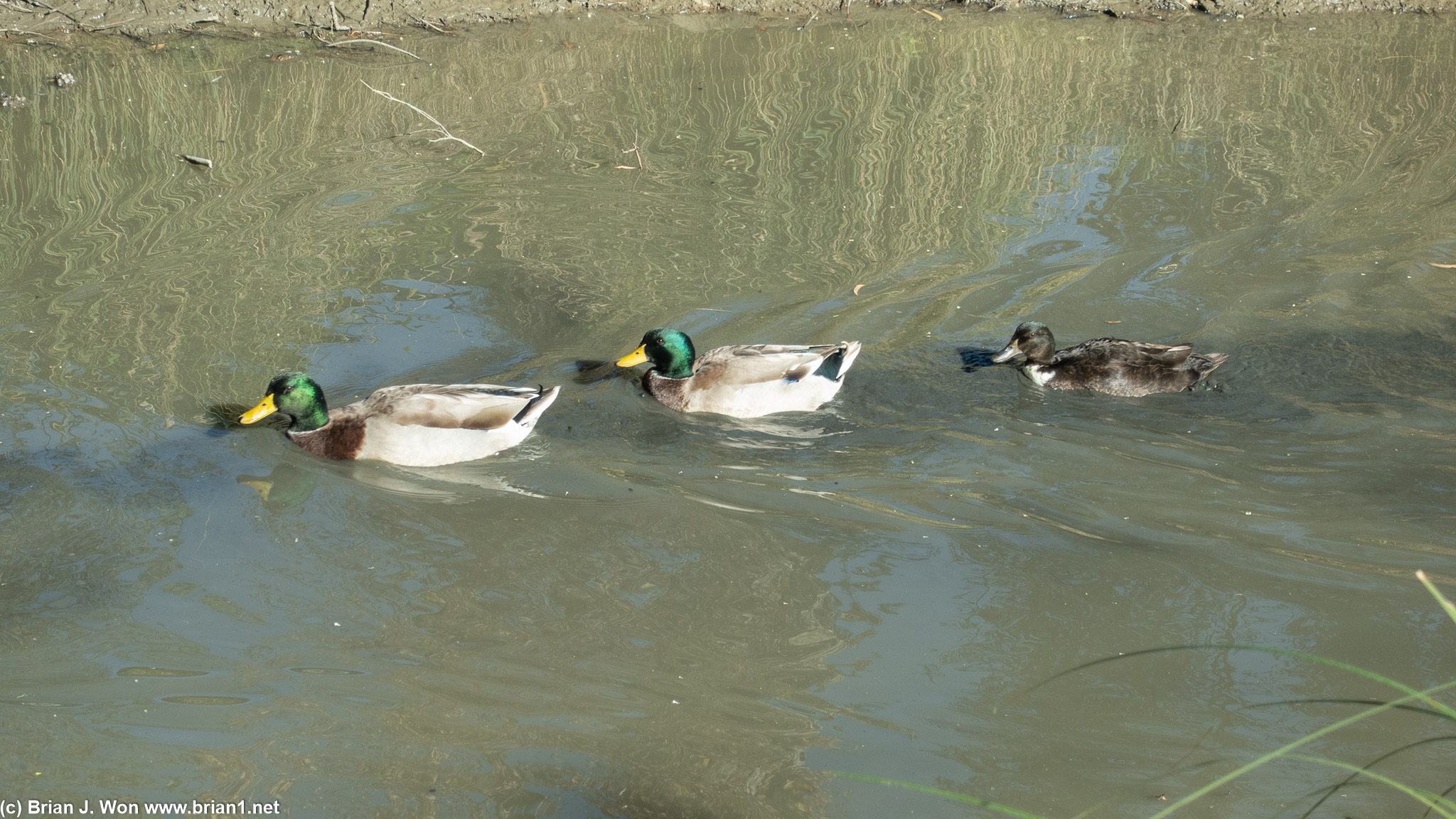 Mallards and a....?