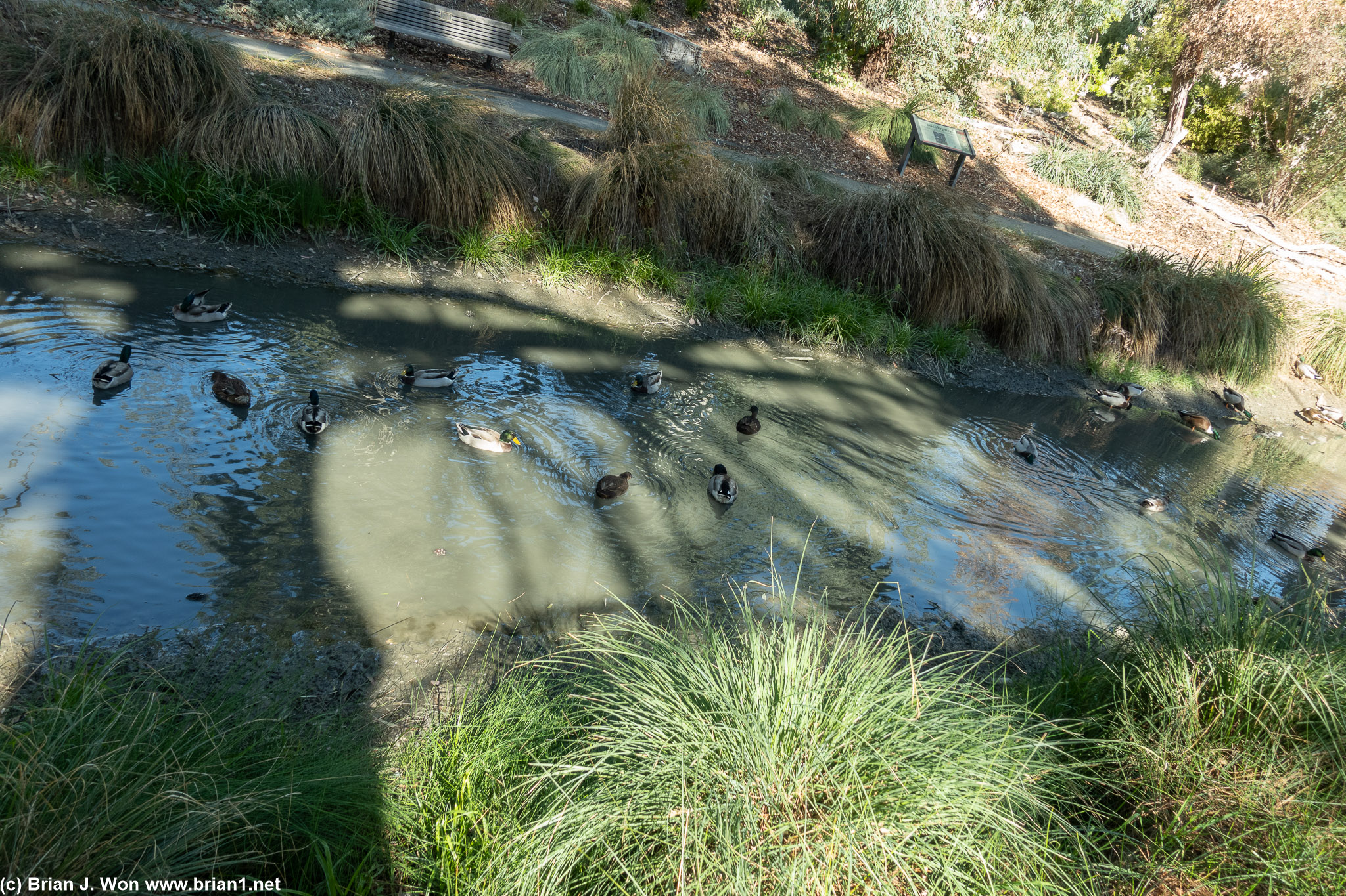 Lots of ducks.