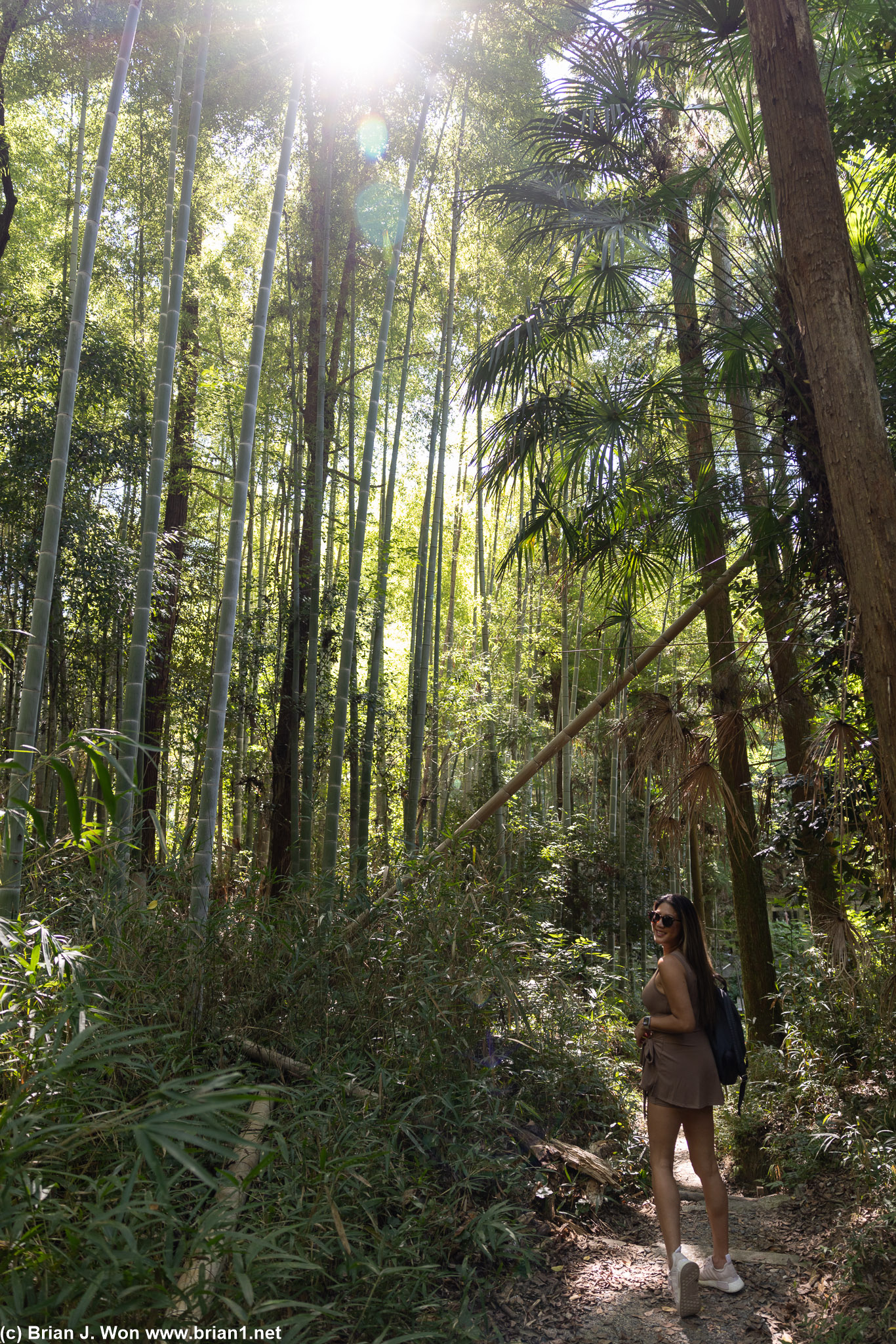 Found a bamboo forest if you go right from one of the interesetions/gaps in the gates.