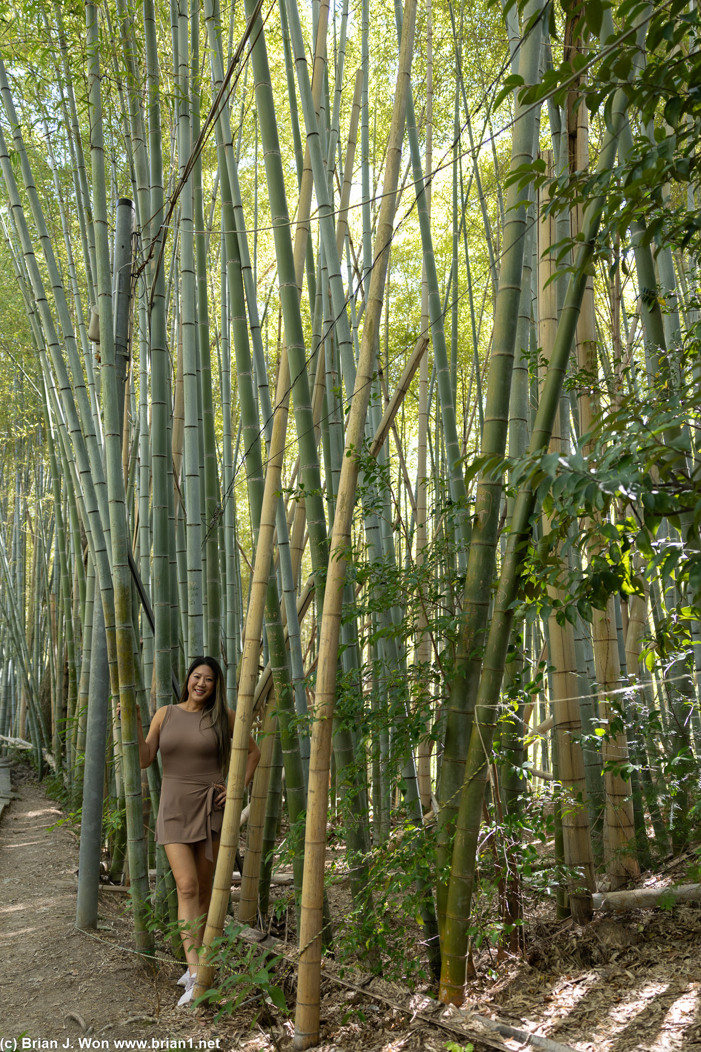 Found a non-fenced area of bamboo forest/trail.