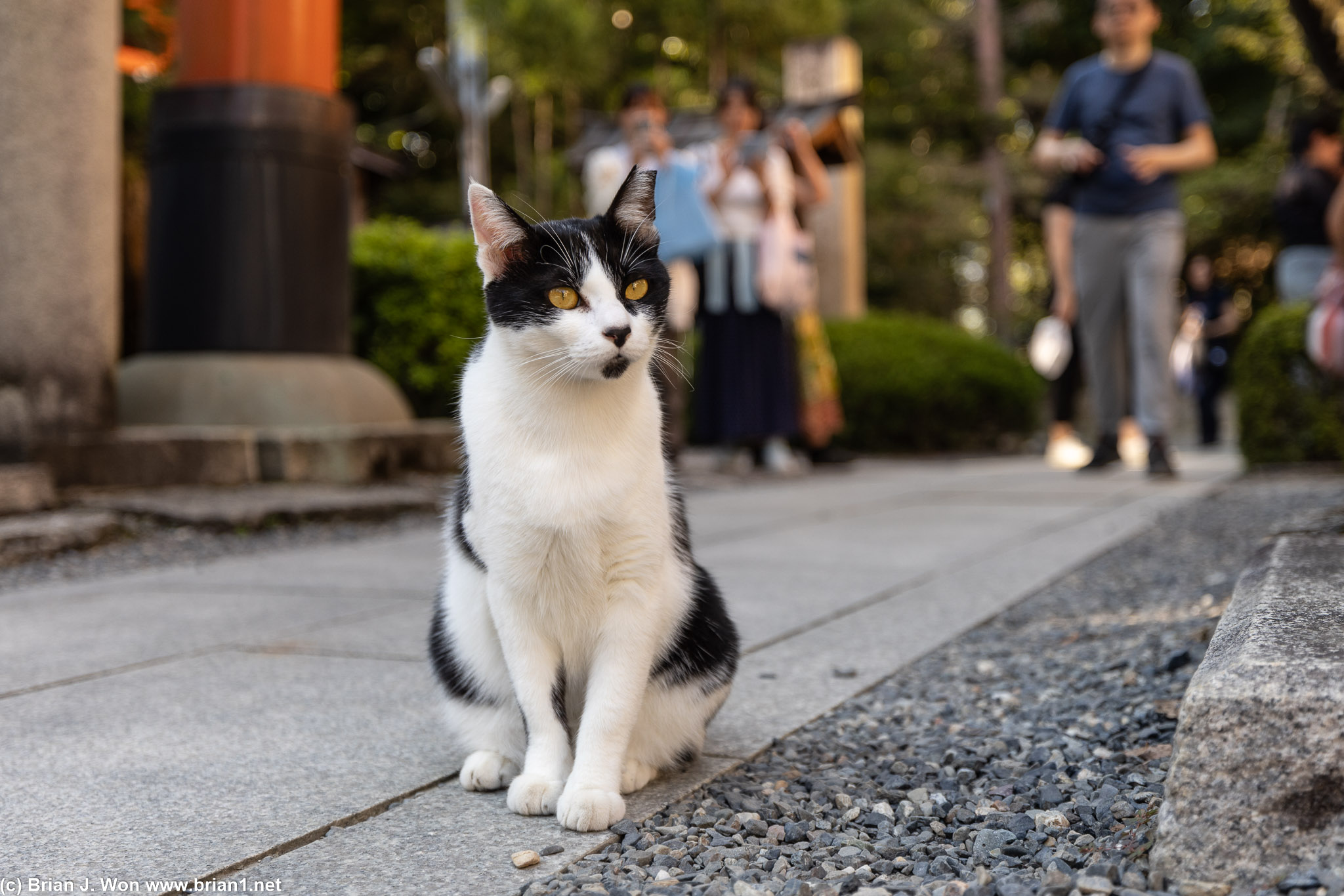 Cats of Fushimi Inara Taisha are apparetnly a thing.