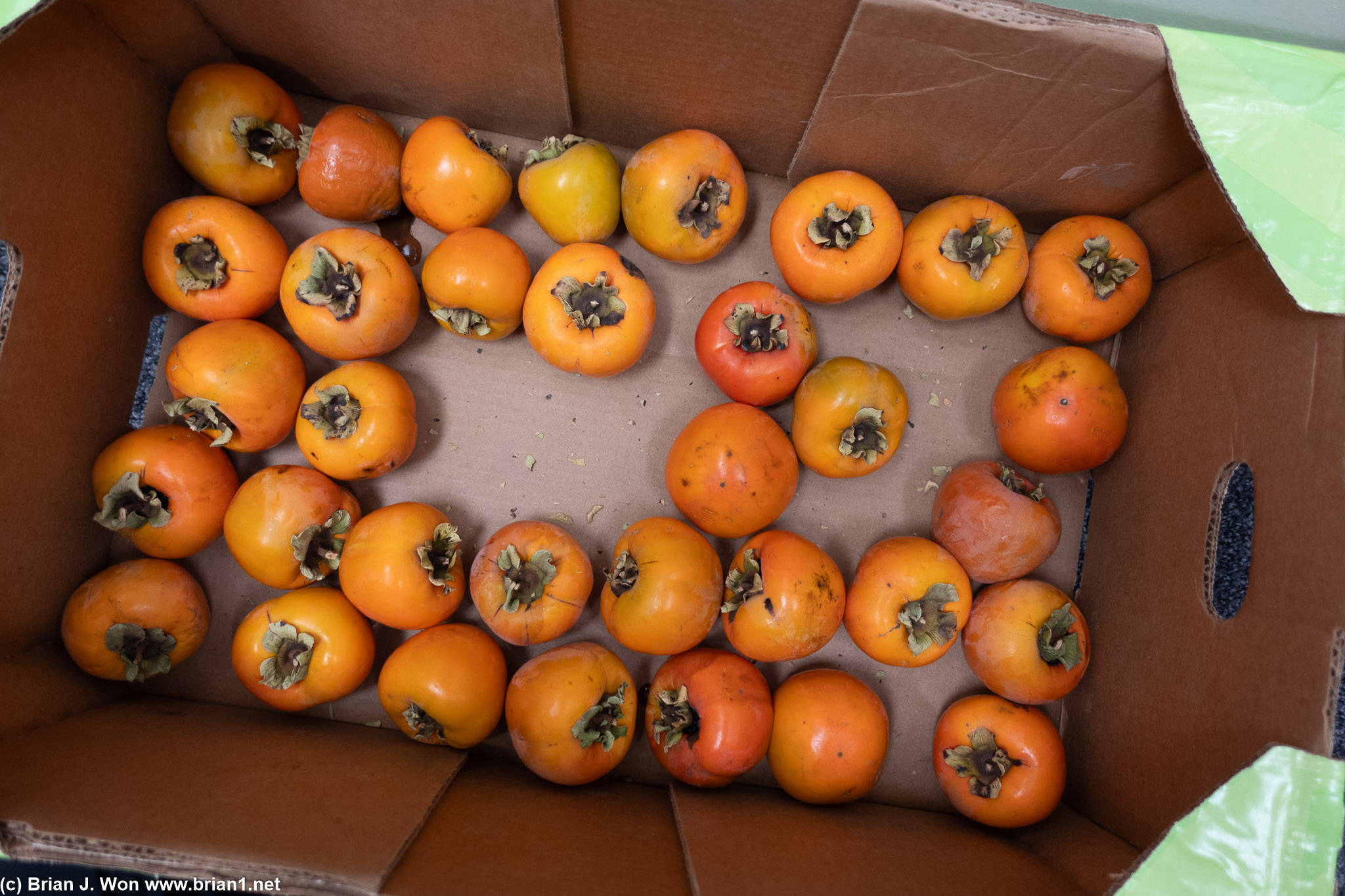 Kevin brought in persimmons.