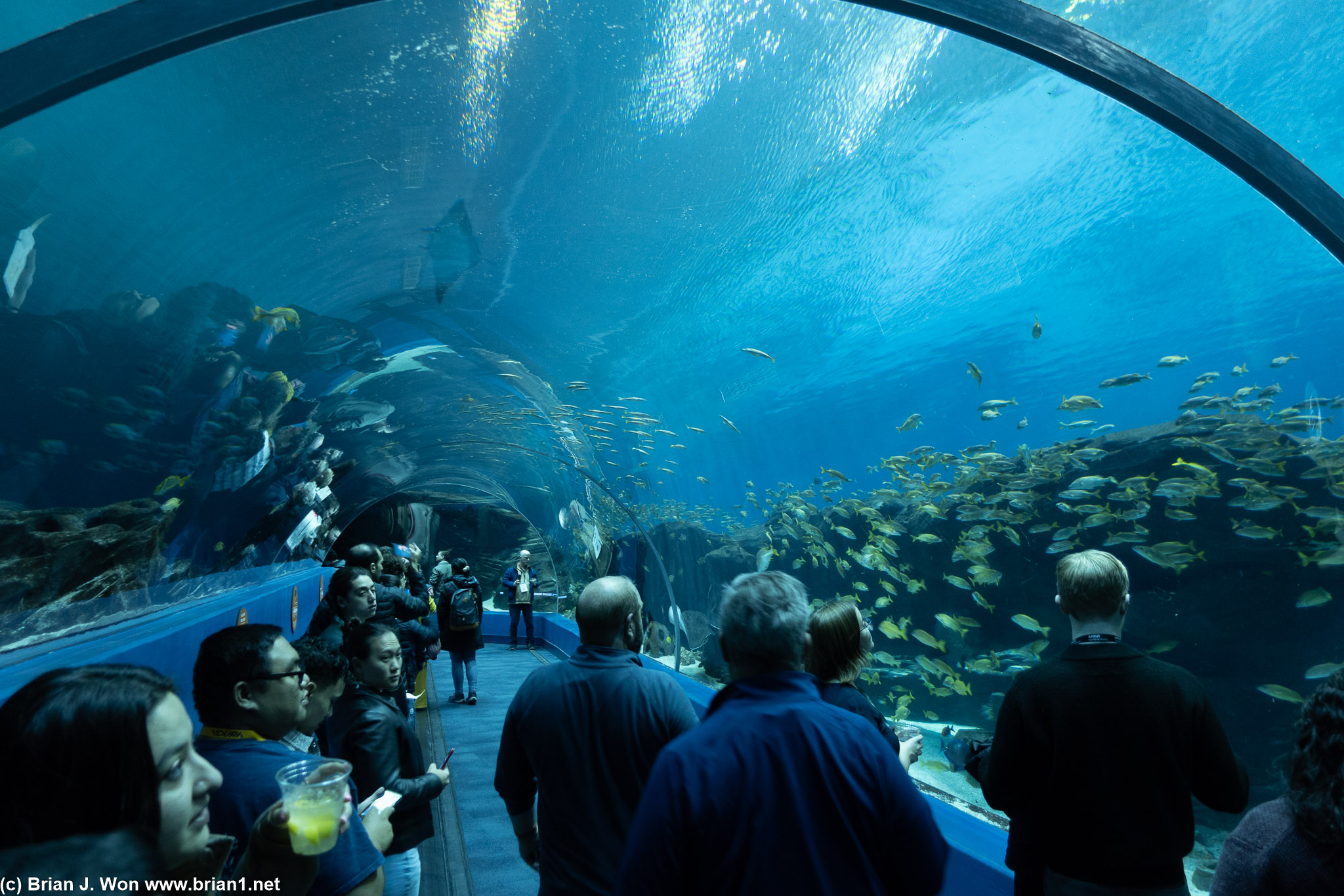 Georgia Aquarium is worth the wait.