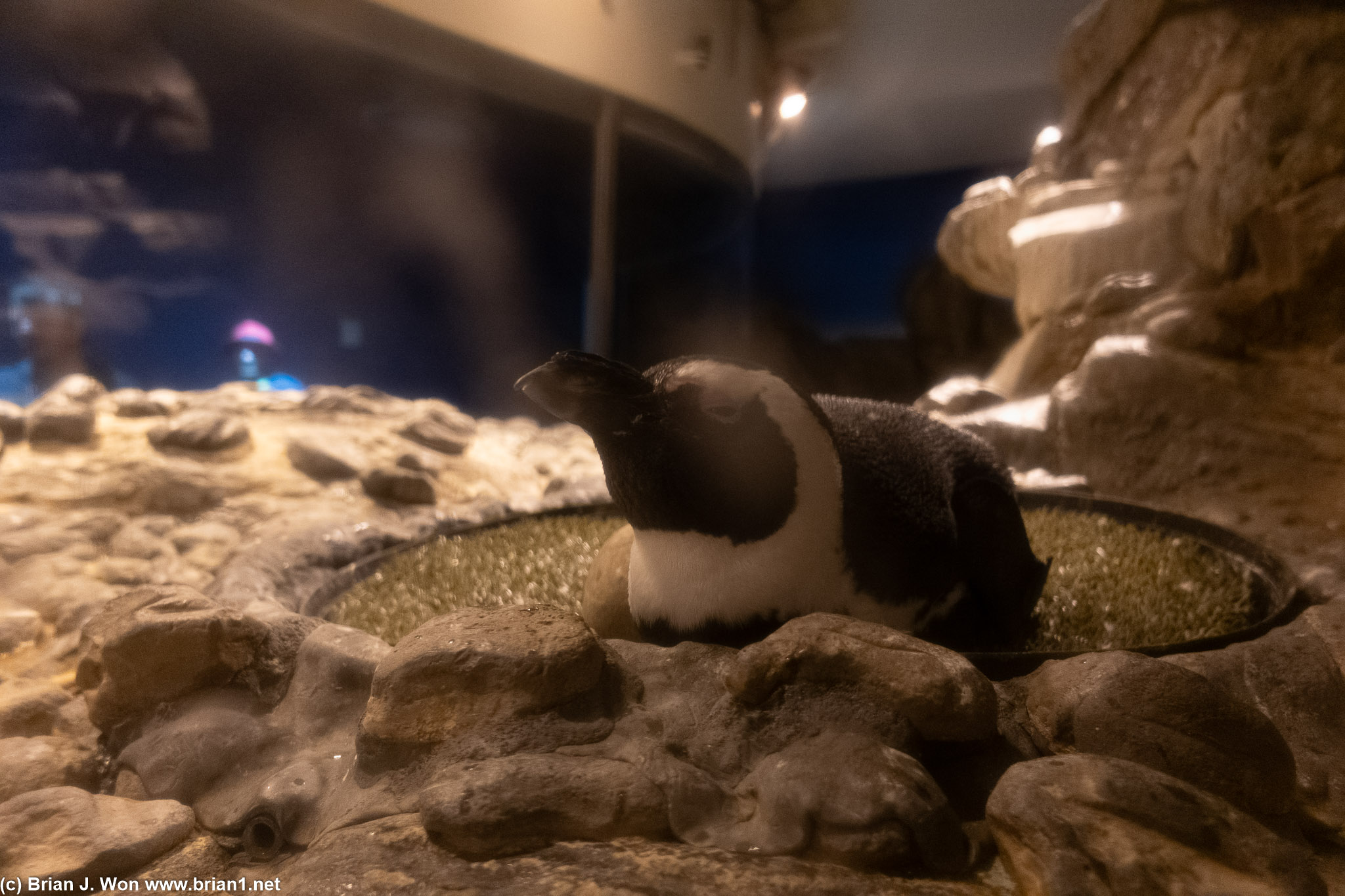 Penguins chillin.