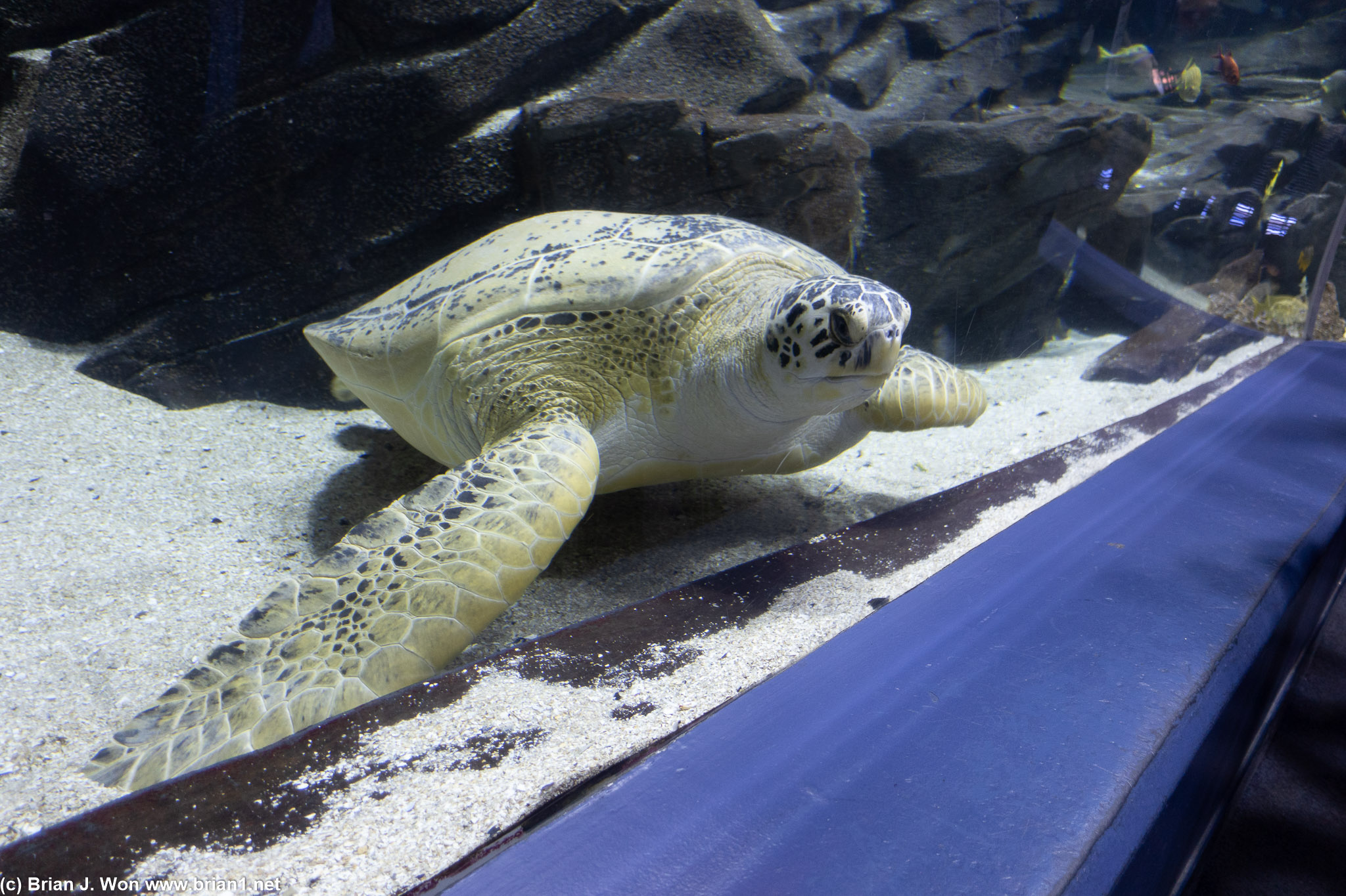 Big male sea turtle (long tail!).