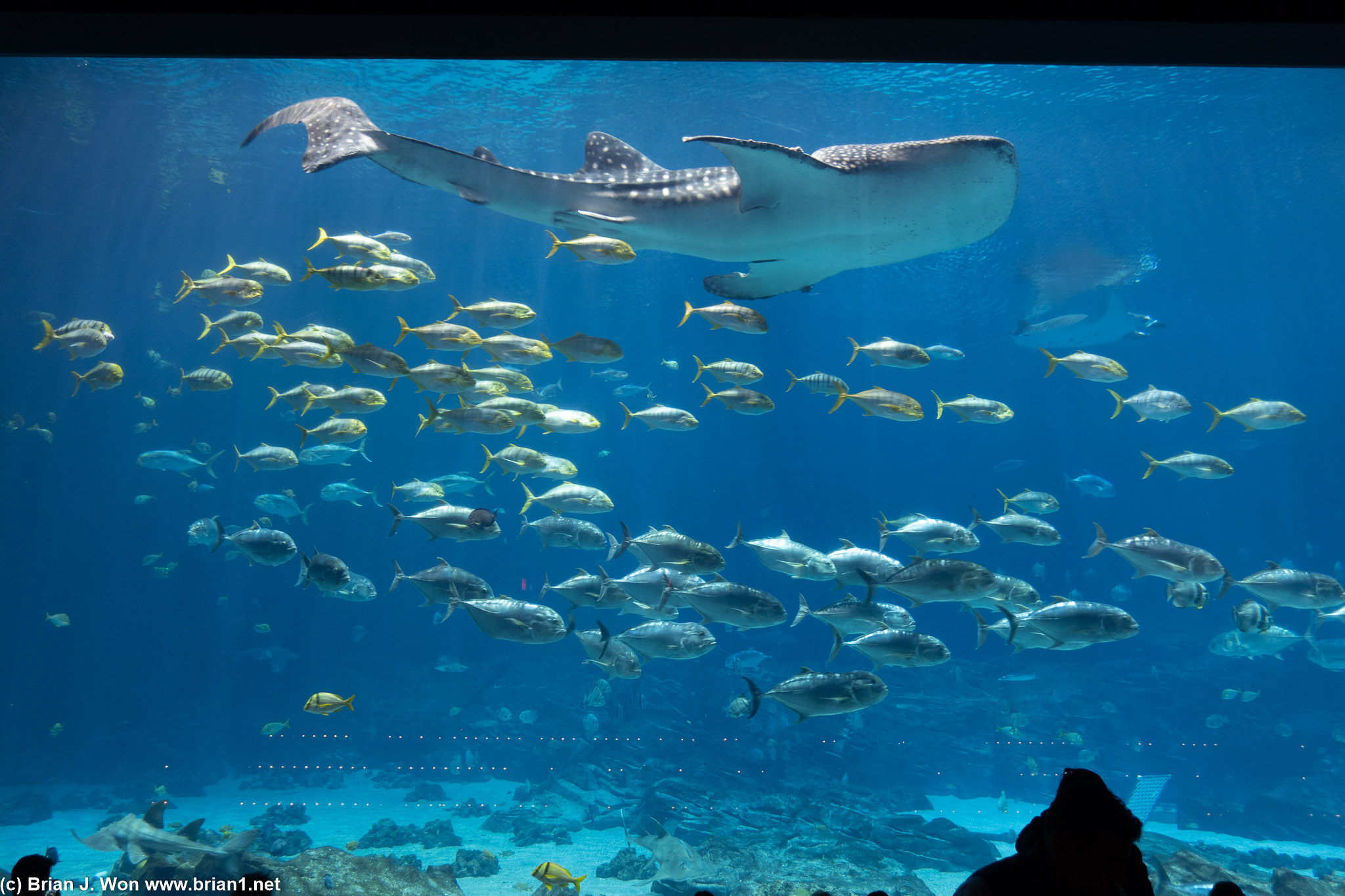 Whale shark showing off.