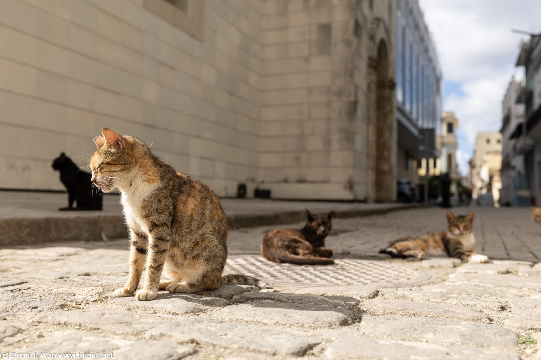 Cats of Havana.