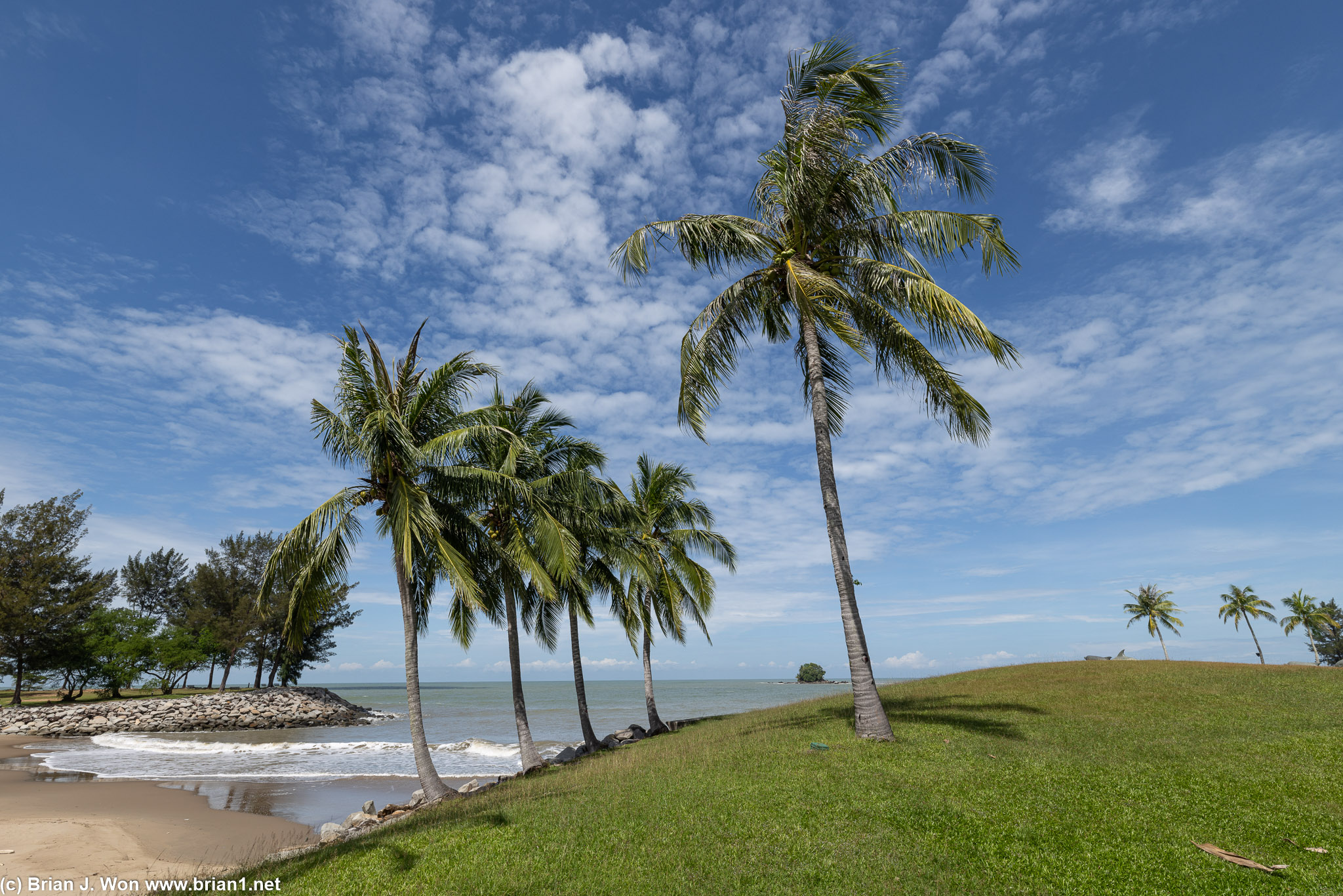 Palm trees.