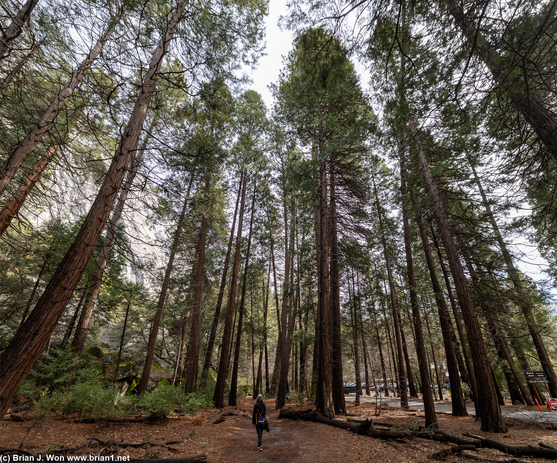 Forest stroll.