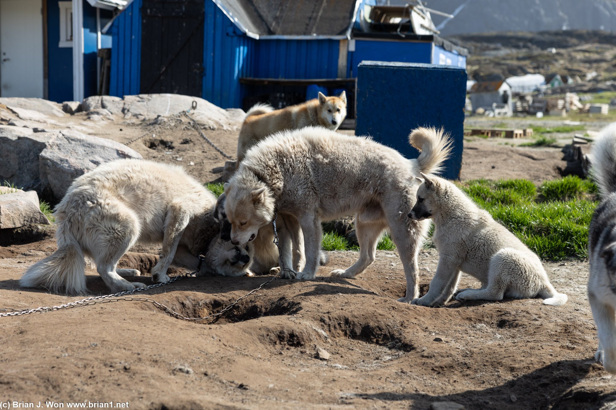 Soooo many Greenlandic sled dogs.