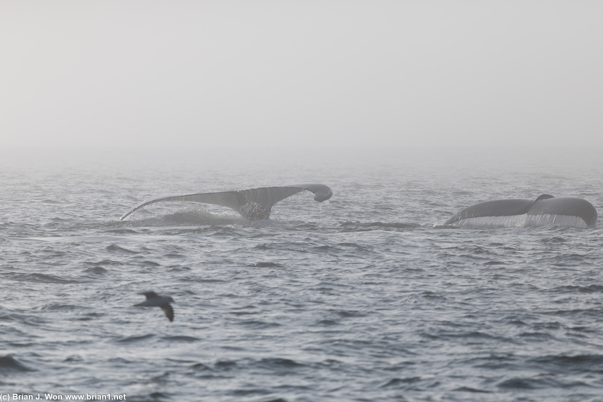 Pair of humpback whales decided to show up for this evening's sea safari.