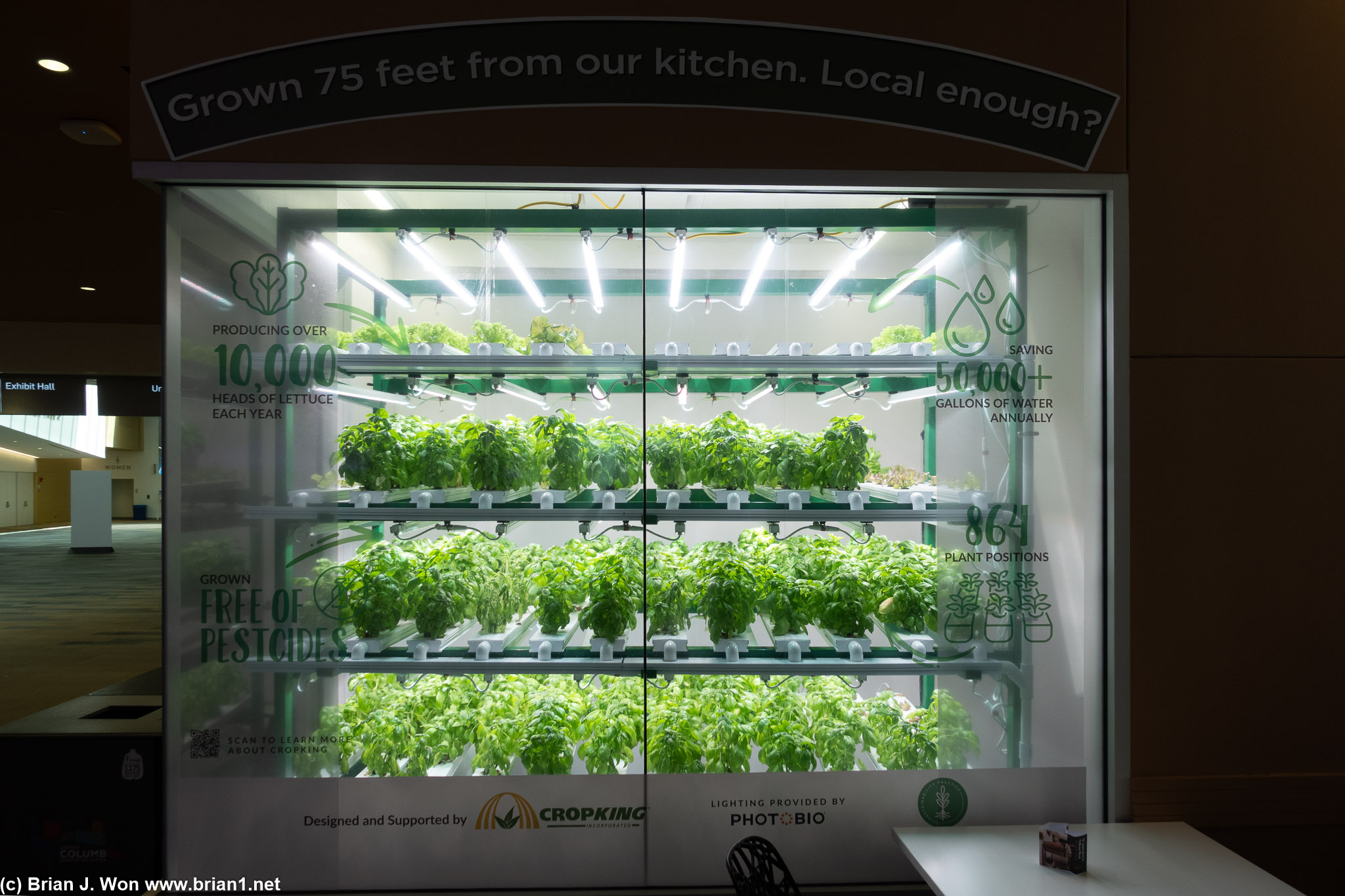 Four kinds of lettuce and one kind of basil growing at the convention center.