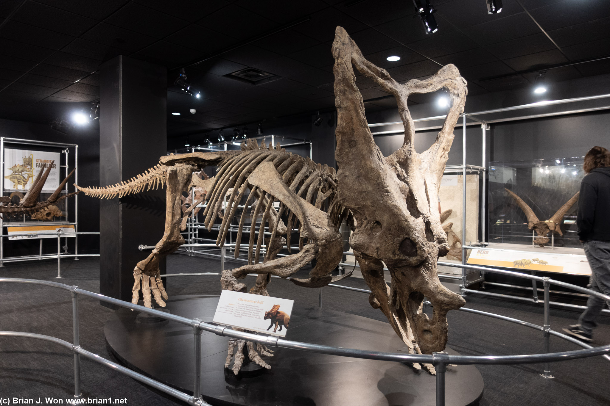 Chasmosaurus belli.