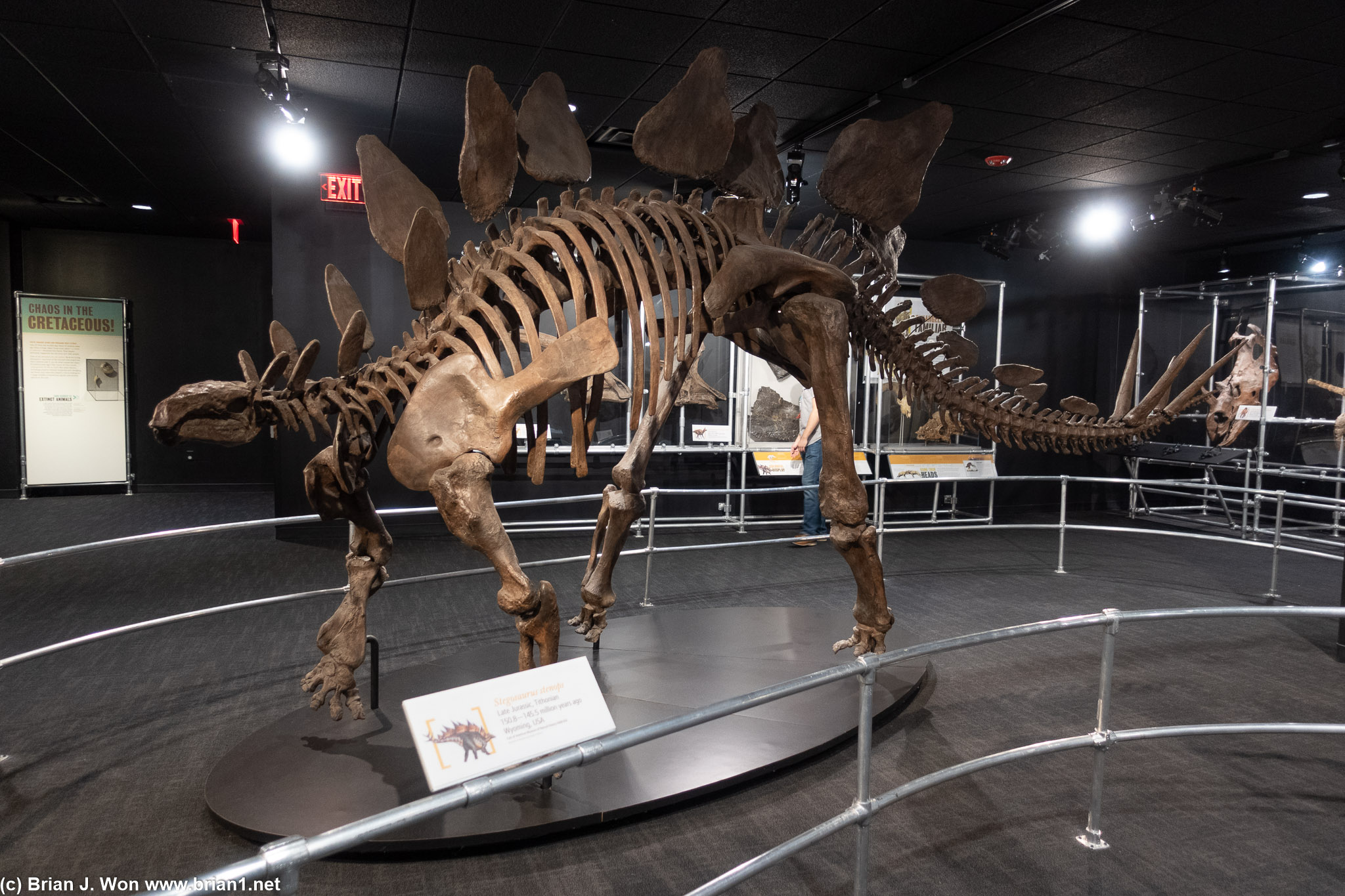 Stegosaurus stenops.
