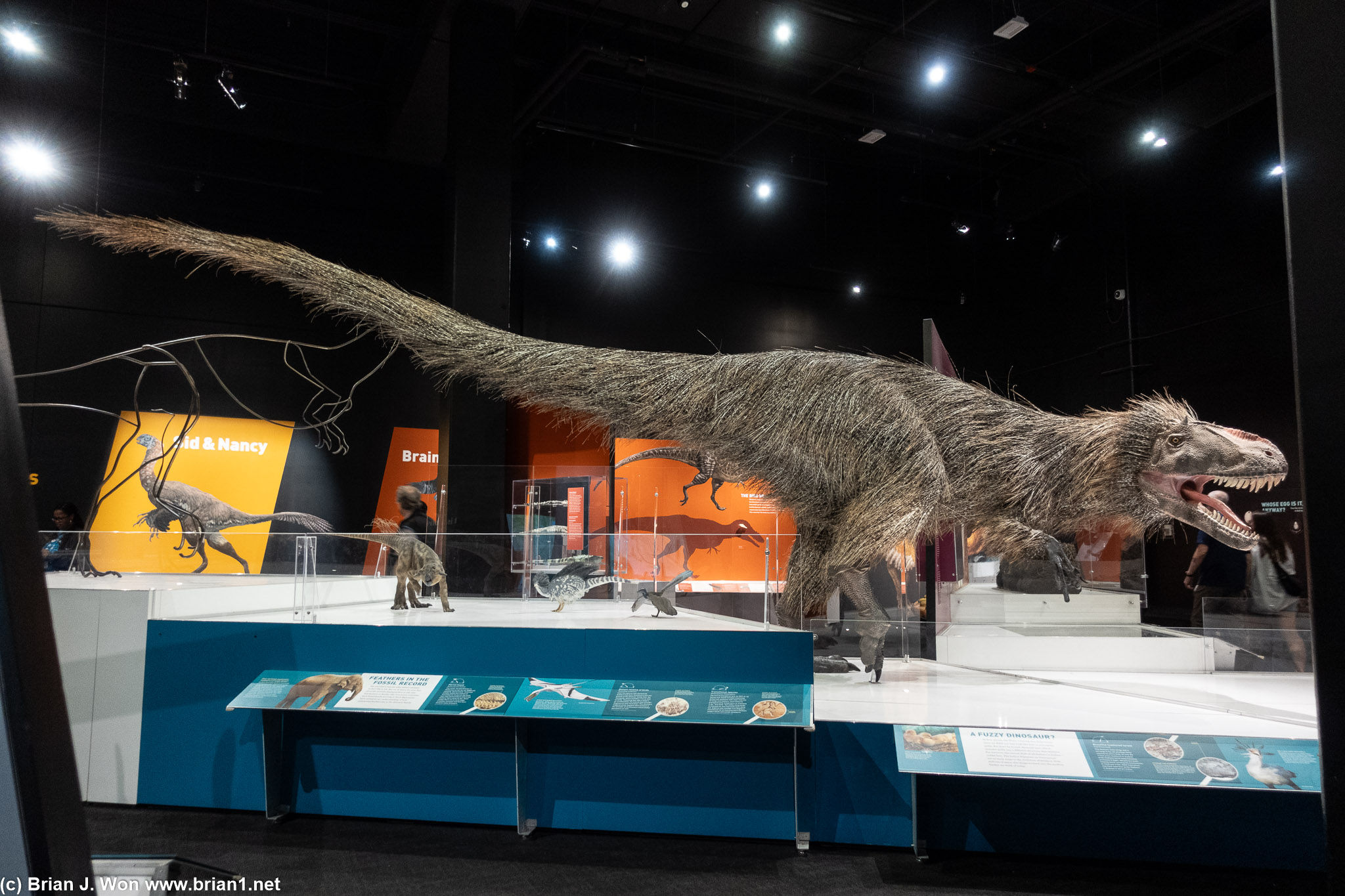 Yutyrannus.