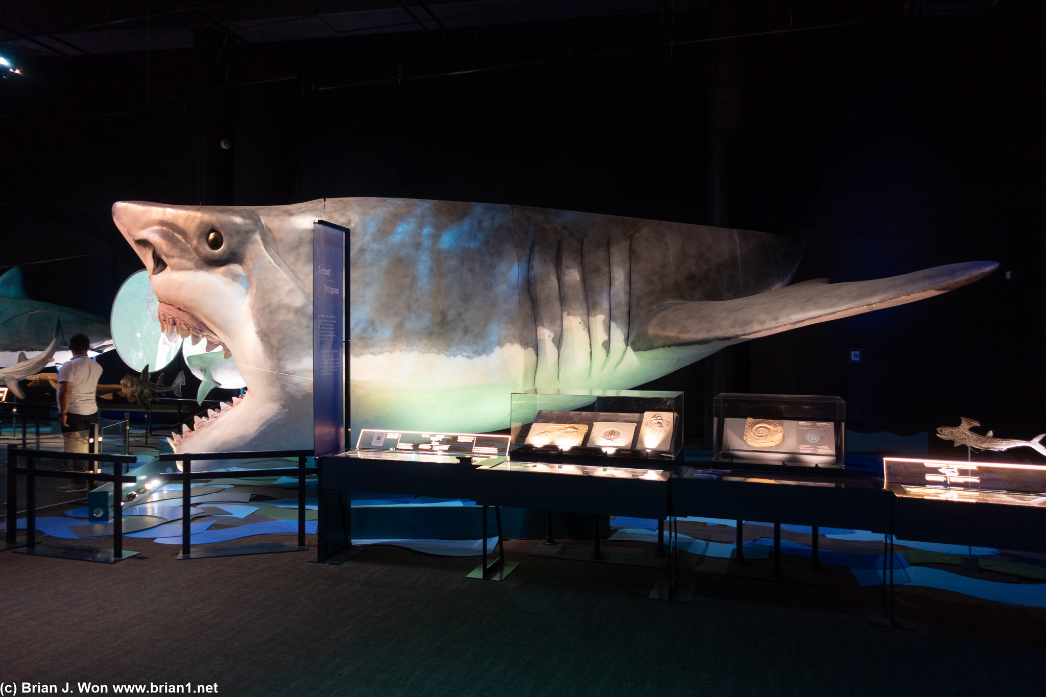 Megalodon.