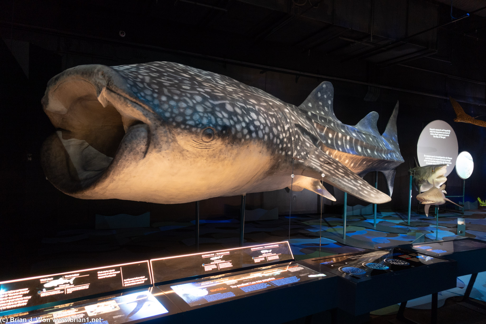 Whale shark.