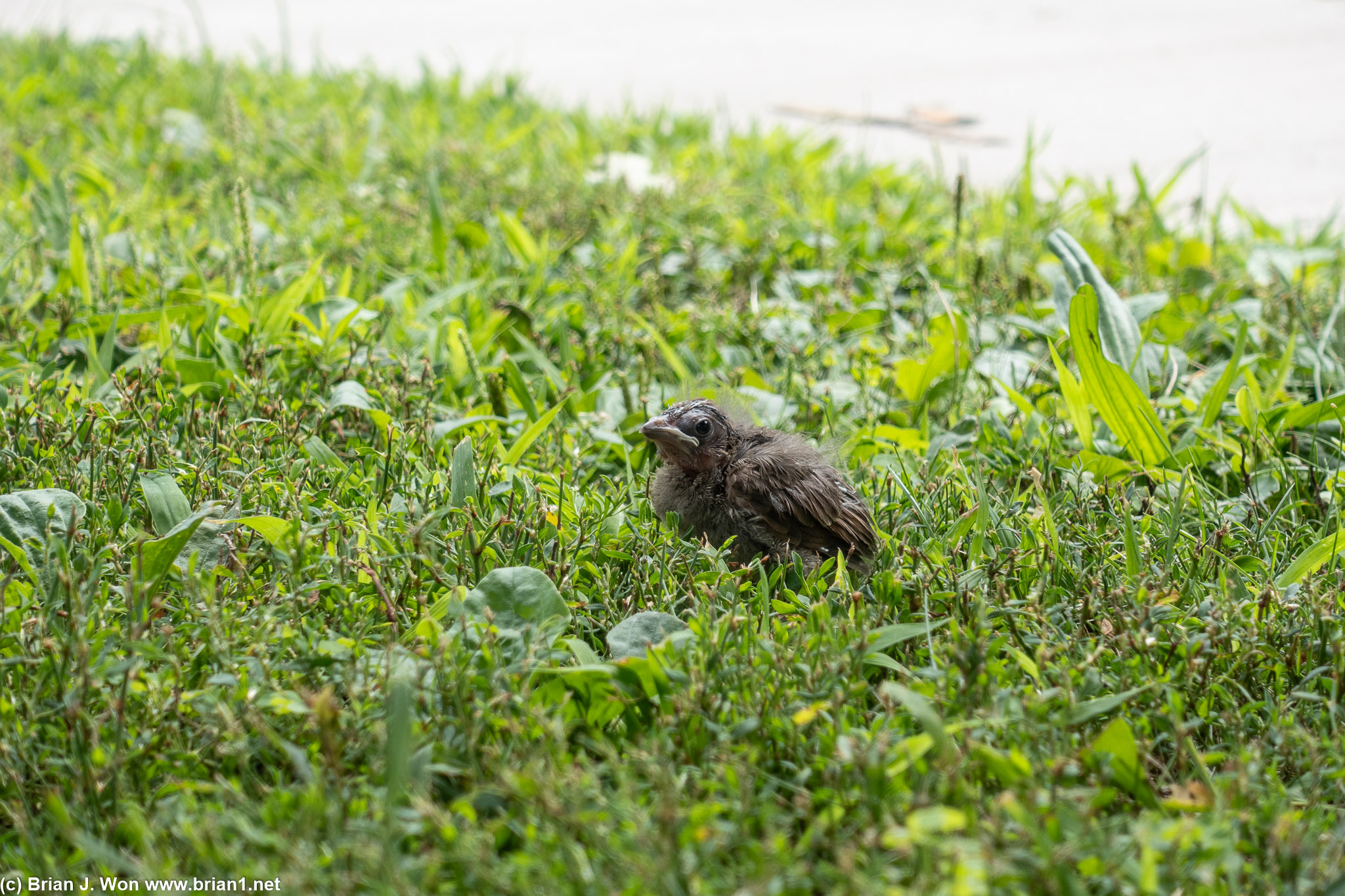 Random birdie.
