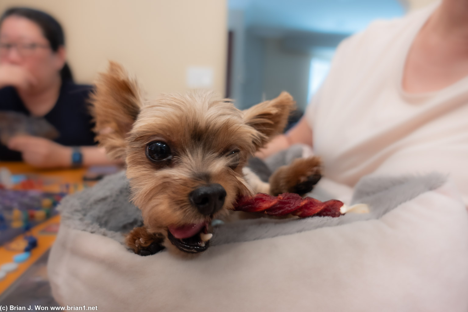 Chewie.