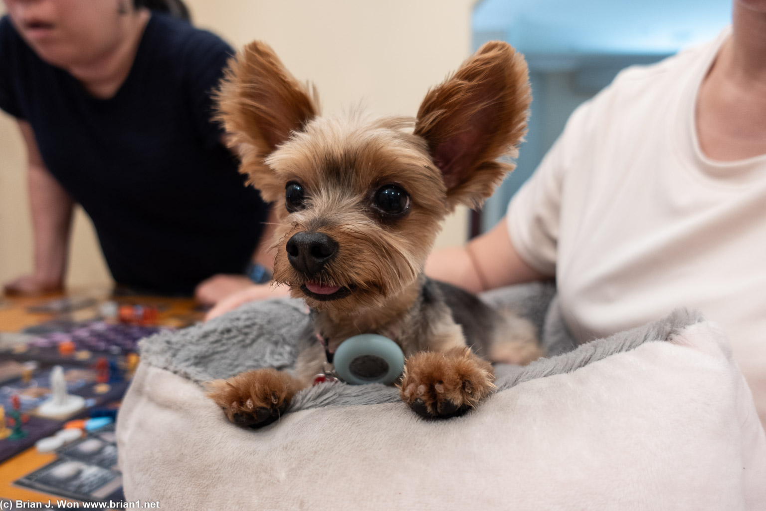 Such big ears.