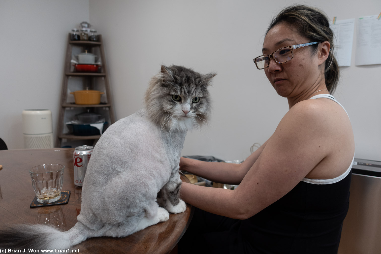 Nikoali annoying his owner.