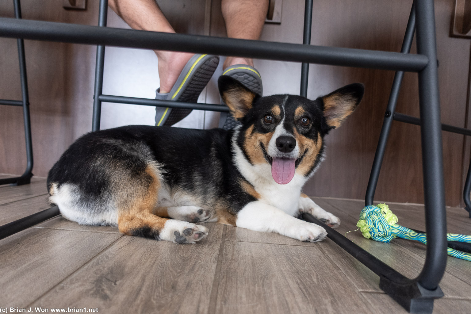 Corgi Tacoco.