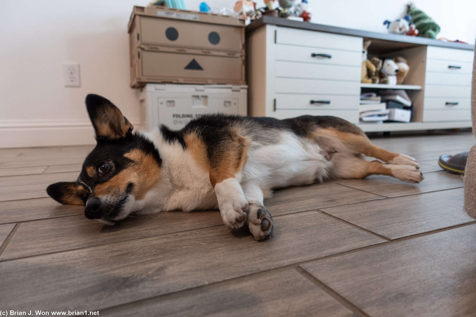 Corgi Tacoco is asking for pets.
