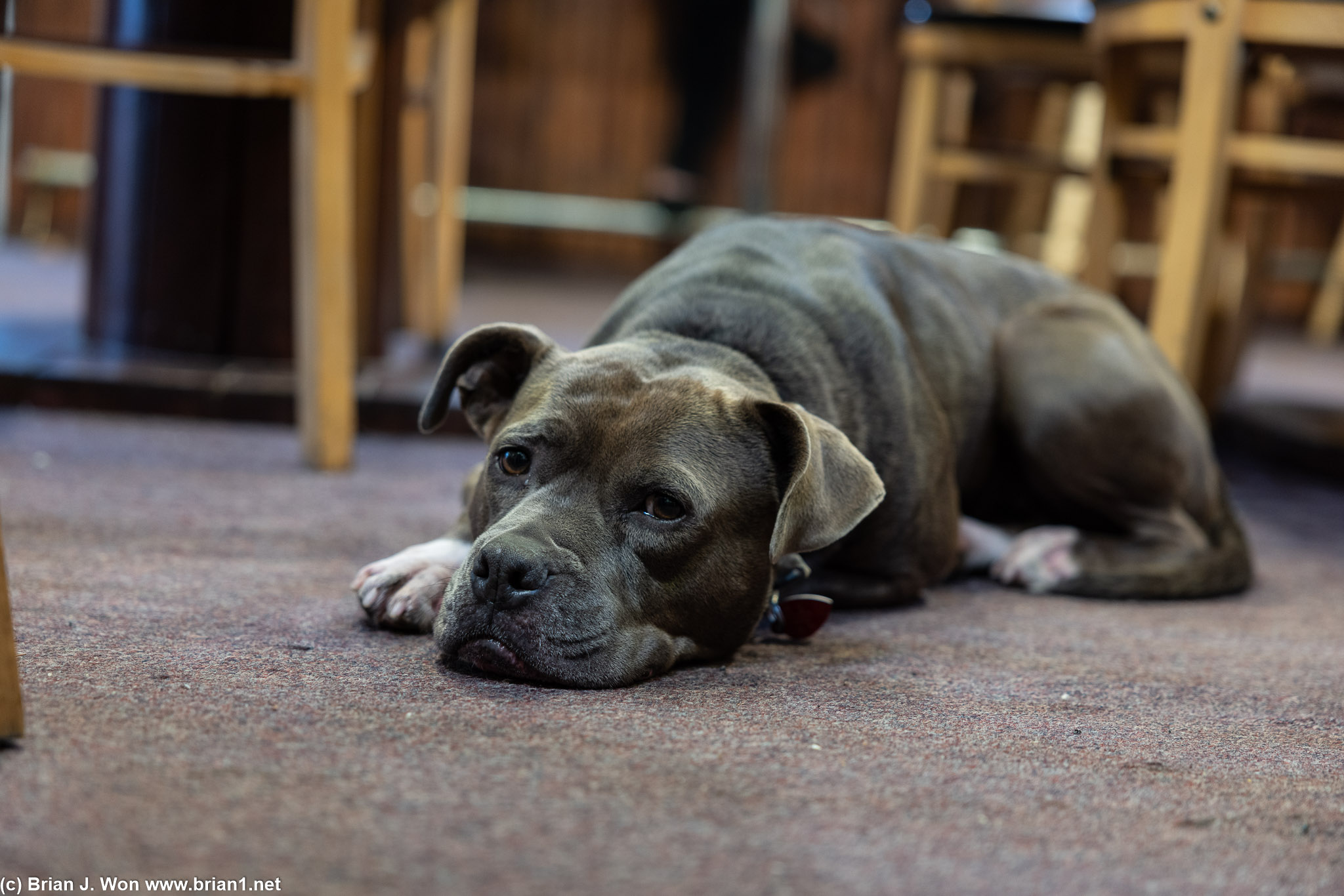 One of the guests brought her dog.