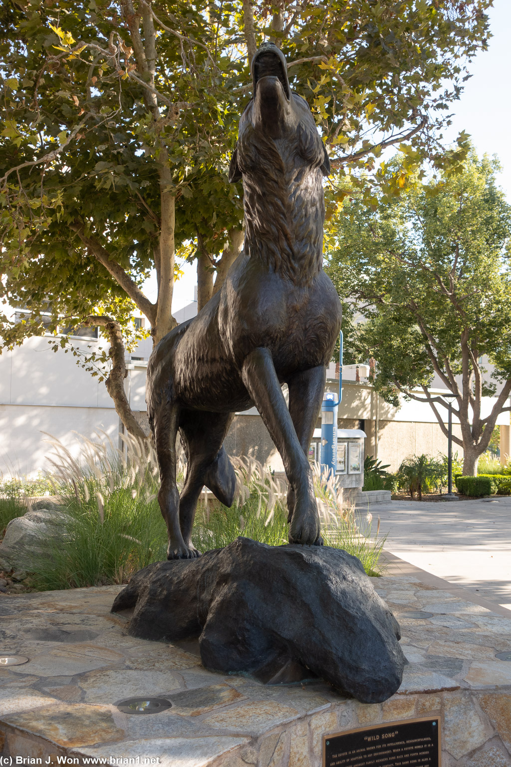 Mascot is a coyote.
